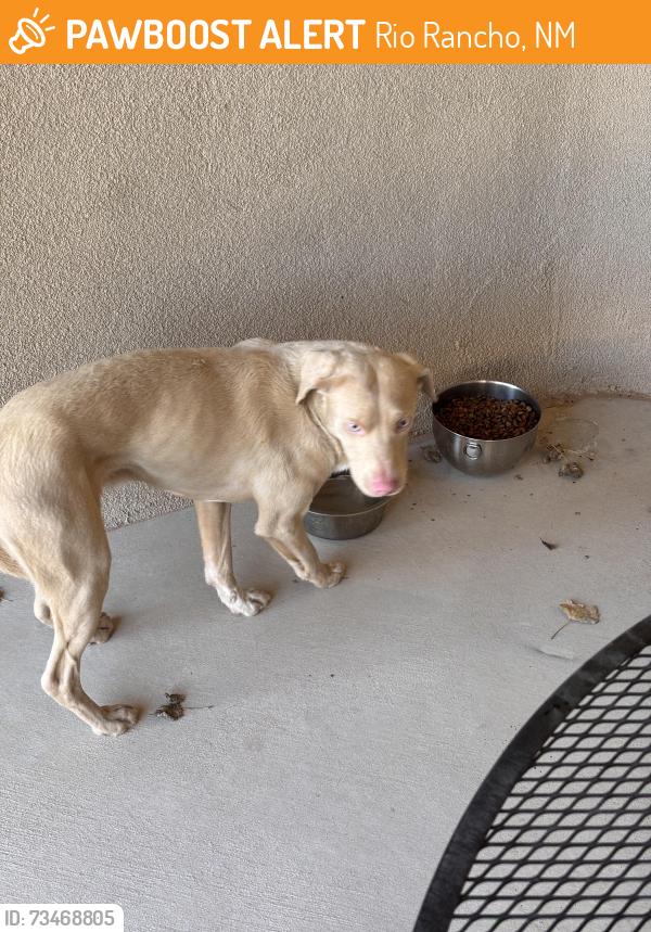 Found/Stray Male Dog last seen Northern and Loma Colorado, Rio Rancho, NM 87124