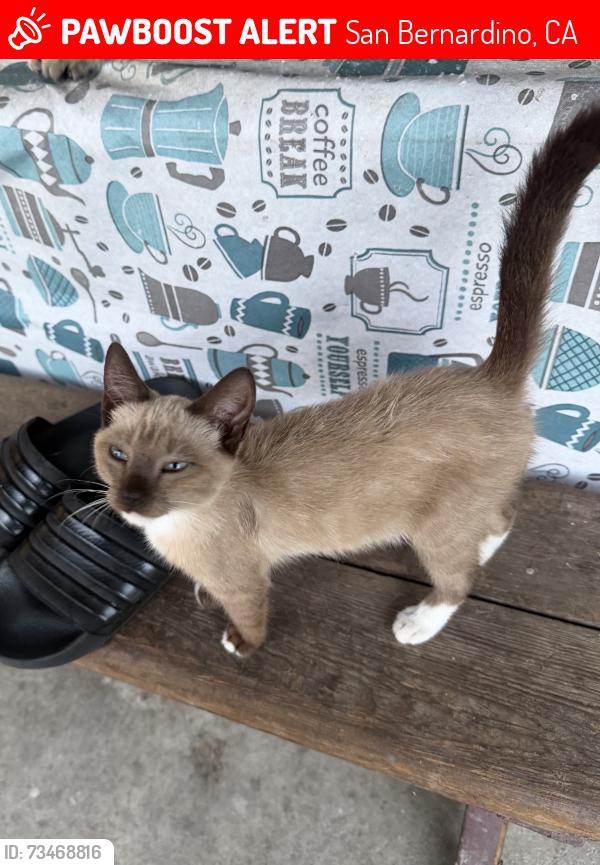 Lost Male Cat last seen Glenview ave, San Bernardino, CA 92407
