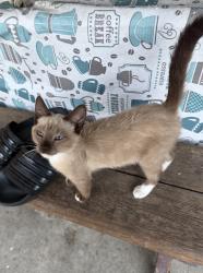 Lost Male Cat last seen Glenview ave, San Bernardino, CA 92407