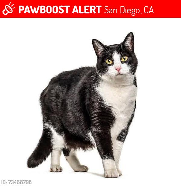 Lost Male Cat last seen Longford street Clairemont Mesa BLvd, San Diego, CA 92117