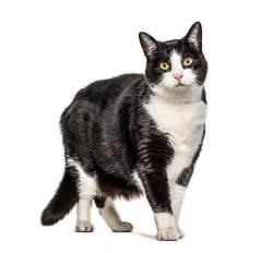 Lost Male Cat last seen Longford street Clairemont Mesa BLvd, San Diego, CA 92117
