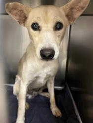 Shelter Stray Male Dog last seen COWART BUSH, 31078 LA-36, Lacombe, LA 70445, USA