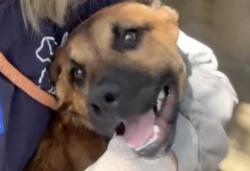 Shelter Stray Female Dog last seen , 1850 W 60th St, Los Angeles, CA 90047, USA