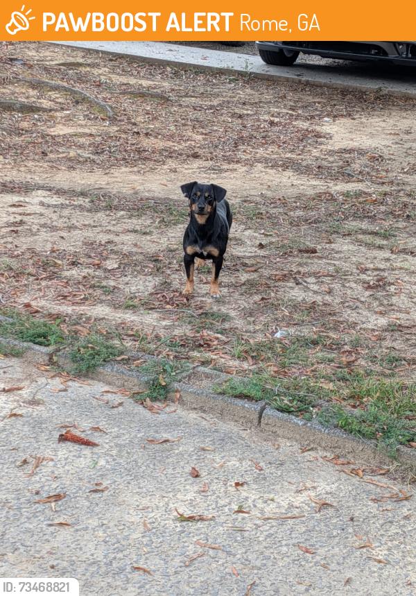 Found/Stray Male Dog last seen Shorter Ave, Rome, GA 30165