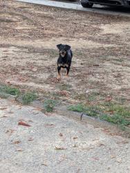 Found/Stray Male Dog last seen Shorter Ave, Rome, GA 30165