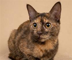 Shelter Stray Female Cat last seen , 1850 W 60th St, Los Angeles, CA 90047, USA