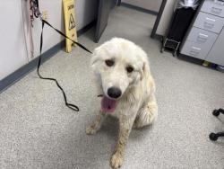 Shelter Stray Male Dog last seen Near BLOCK AVE 384, DINUBA, CA, Visalia, CA 93292, USA