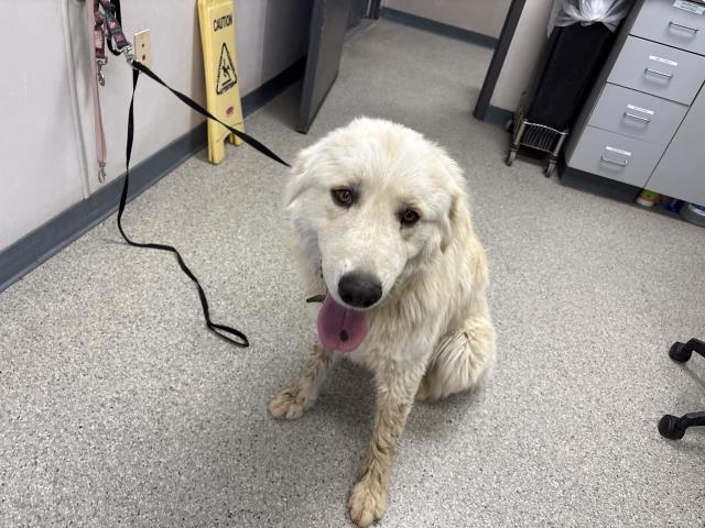 Shelter Stray Male Dog last seen Near BLOCK AVE 384, DINUBA, CA, Visalia, CA 93292, USA