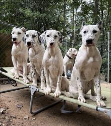 Reunited Male Dog last seen Near, Hall County, GA 30542