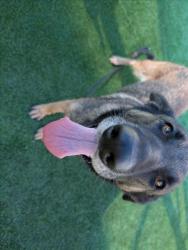 Shelter Stray Female Dog last seen , 3201 Lacy St, Los Angeles, CA 90031, USA