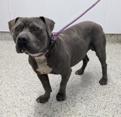 Shelter Stray Male Dog last seen Near BLOCK SAINT MARYS ST, DETROIT MI 48235, 1431 E Ferry St, Detroit, MI 48211, USA