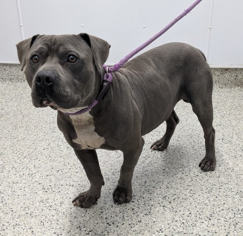 Shelter Stray Male Dog last seen Near BLOCK SAINT MARYS ST, DETROIT MI 48235, 1431 E Ferry St, Detroit, MI 48211, USA