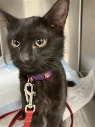 Shelter Stray Female Cat last seen Near BLOCK N BLACKSTONE AVE, FRESNO CA 93710 5016, 5277 E Airways Blvd, Fresno, CA 93727, USA