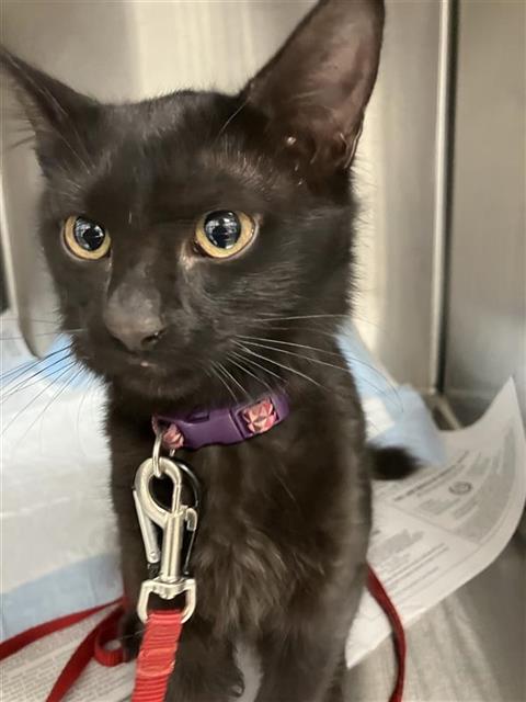 Shelter Stray Female Cat last seen Near BLOCK N BLACKSTONE AVE, FRESNO CA 93710 5016, 5277 E Airways Blvd, Fresno, CA 93727, USA