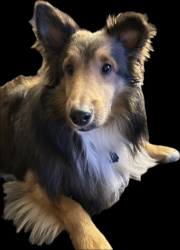 Lost Male Dog last seen Silvermine Drive and Highway 71 W, Austin, TX 78736