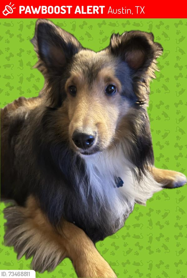 Lost Male Dog last seen Silvermine Drive and Highway 71 W, Austin, TX 78736