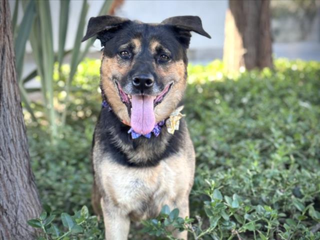 Shelter Stray Female Dog last seen , 957 N Gaffey St, San Pedro, CA 90731, USA