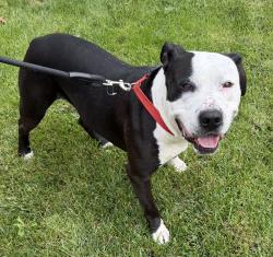 Found/Stray Male Dog last seen Breckenridge, Winslow Township, NJ 08081