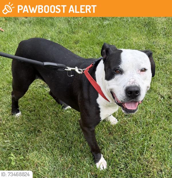 Found/Stray Male Dog last seen Breckenridge, Winslow Township, NJ 08081