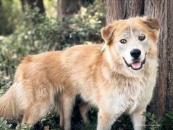Shelter Stray Male Dog last seen , 957 N Gaffey St, San Pedro, CA 90731, USA