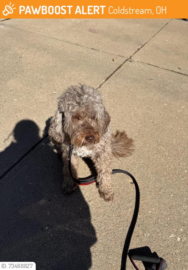 Found/Stray Male Dog last seen Near, Coldstream, OH 45255