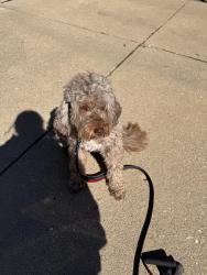 Found/Stray Male Dog last seen Near, Coldstream, OH 45255