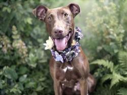 Shelter Stray Female Dog last seen , 957 N Gaffey St, San Pedro, CA 90731, USA