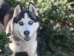 Shelter Stray Male Dog last seen , 957 N Gaffey St, San Pedro, CA 90731, USA