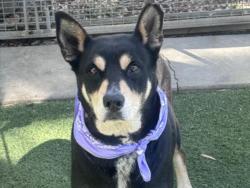 Shelter Stray Female Dog last seen , 957 N Gaffey St, San Pedro, CA 90731, USA