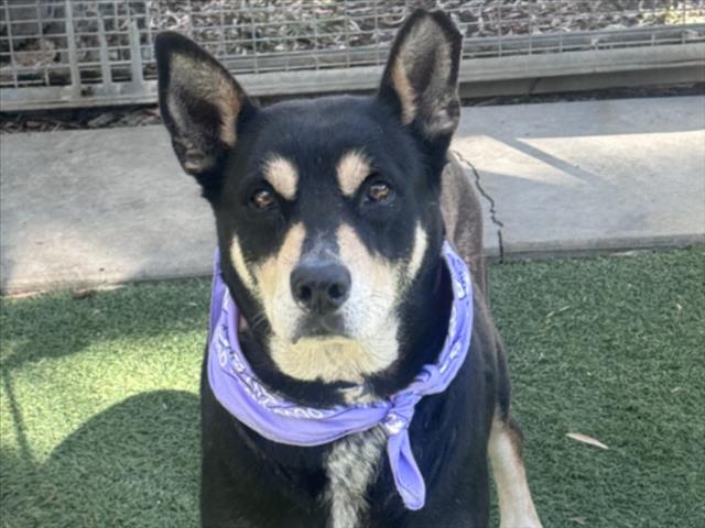 Shelter Stray Female Dog last seen , 957 N Gaffey St, San Pedro, CA 90731, USA