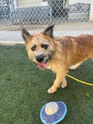 Shelter Stray Male Dog last seen , West Valley Animal Shelter, 20655 Plummer St, Chatsworth, CA 91311, USA