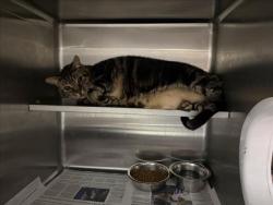 Shelter Stray Male Cat last seen , West Valley Animal Shelter, 20655 Plummer St, Chatsworth, CA 91311, USA