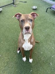 Shelter Stray Male Dog last seen , 11361 W Pico Blvd, Los Angeles, CA 90064, USA