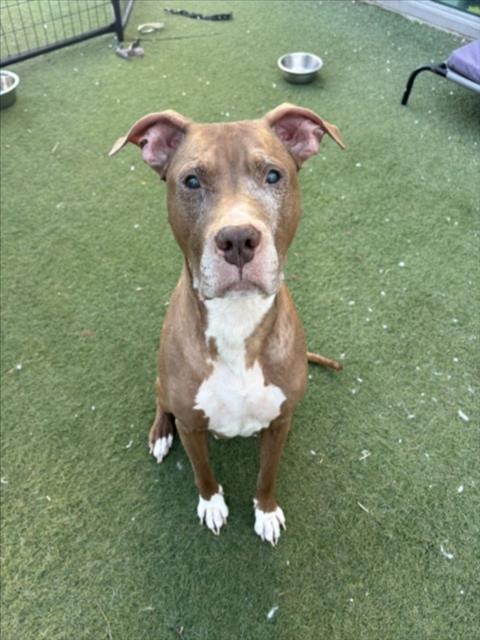 Shelter Stray Male Dog last seen , 11361 W Pico Blvd, Los Angeles, CA 90064, USA