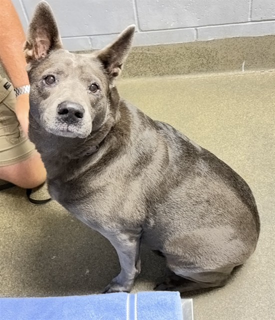 Shelter Stray Female Dog last seen TYSON LAKE DR, 2020 Forest St, Jacksonville, FL 32204, USA