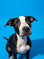 Shelter Stray Male Dog last seen Near BLOCK FOREST ST, 2020 Forest St, Jacksonville, FL 32204, USA