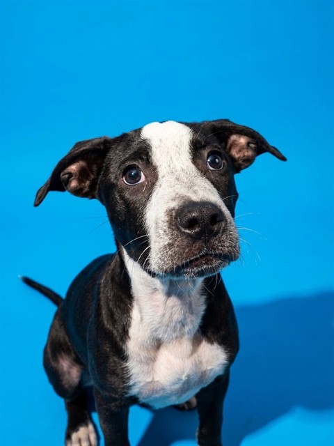 Shelter Stray Male Dog last seen Near BLOCK FOREST ST, 2020 Forest St, Jacksonville, FL 32204, USA