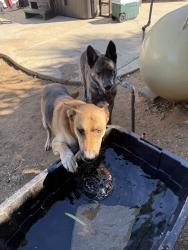 Found/Stray Unknown Dog last seen Hermosa dr, Riverside, CA 92506