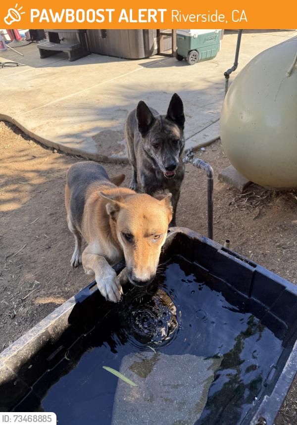 Found/Stray Unknown Dog last seen Hermosa dr, Riverside, CA 92506