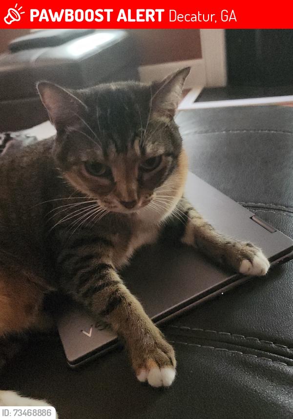Lost Female Cat last seen south Harrison and Covington Hwy, Decatur, GA 30035