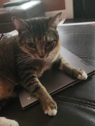 Lost Female Cat last seen south Harrison and Covington Hwy, Decatur, GA 30035