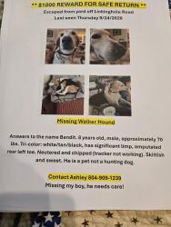 Lost Male Dog last seen James River Landing; Lickinghole Rd and Marlin, Goochland, VA 23063