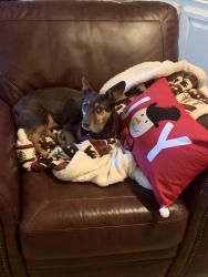 Lost Female Dog last seen 109th street& Toledo avenue, Lubbock, TX 79424