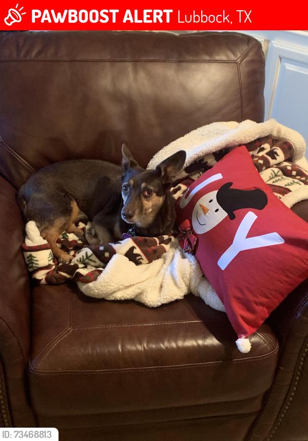Lost Female Dog last seen 109th street& Toledo avenue, Lubbock, TX 79424