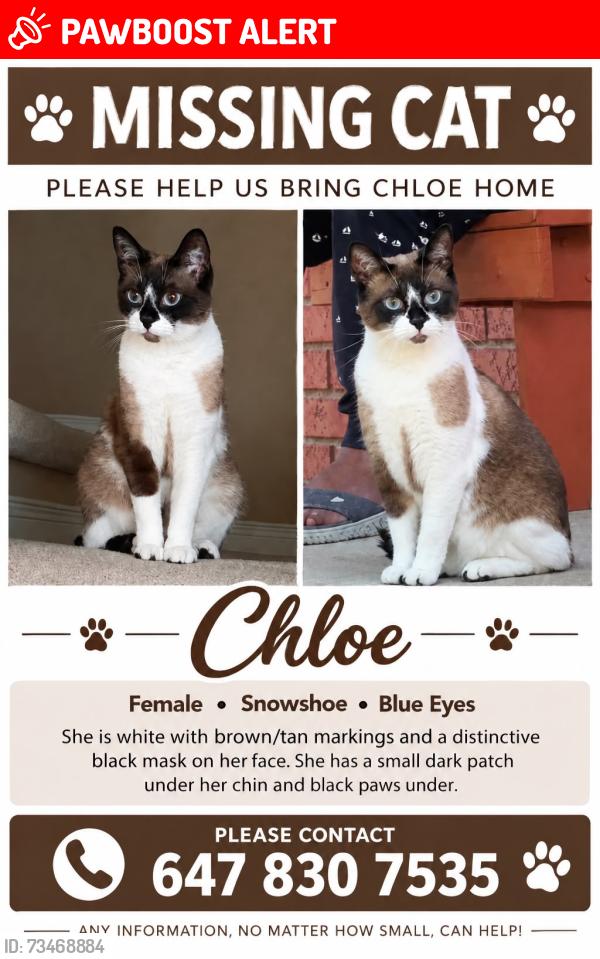 Lost Female Cat last seen Derry and McLaughlin, Mississauga, ON L5W 0E6