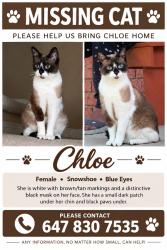 Lost Female Cat last seen Derry and McLaughlin, Mississauga, ON L5W 0E6
