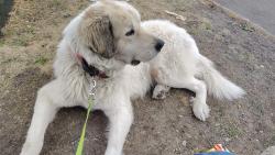 Lost Male Dog last seen 91st & Huron, Thornton, CO 80260