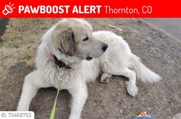 Lost Male Dog last seen 91st & Huron, Thornton, CO 80260