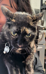 Lost Female Cat last seen Under the volcano, London, ON N6H 4R9