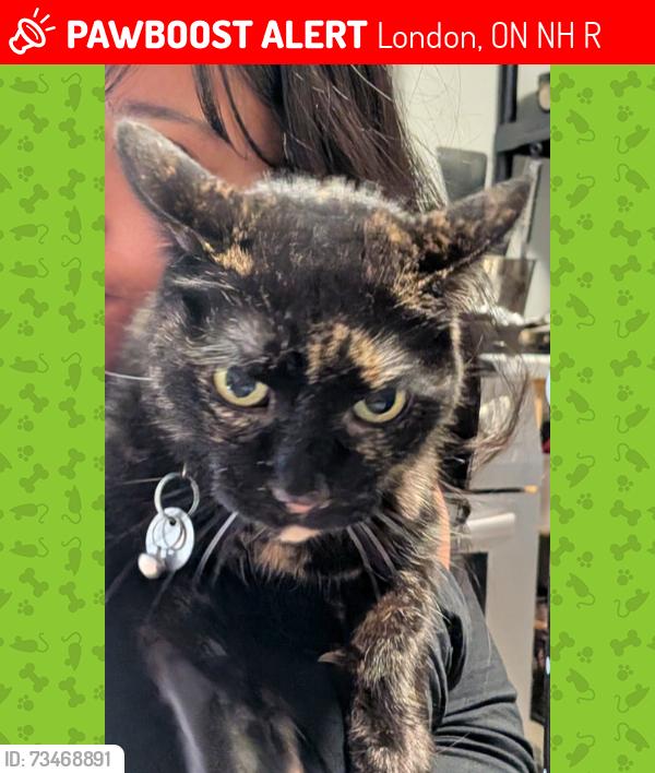 Lost Female Cat last seen Under the volcano, London, ON N6H 4R9